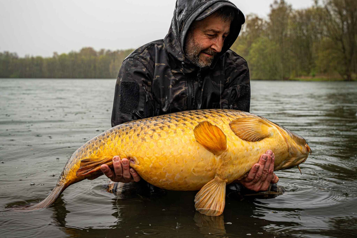 Angler hält einen großen Karpfen im Wasser bei Regen