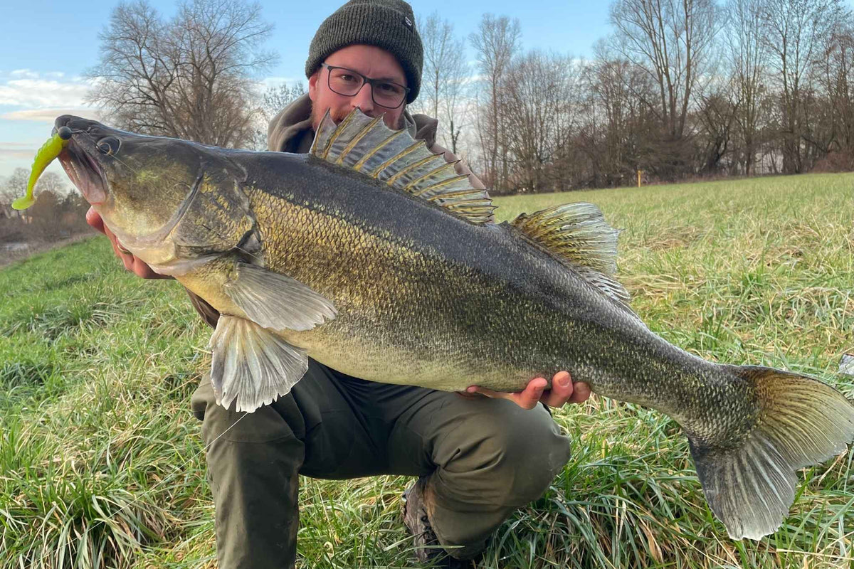 Angler hält einen großen Zander mit Gummifisch am Ufer